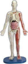 Load image into Gallery viewer, Squishy Human Body