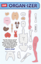 Load image into Gallery viewer, Squishy Human Body
