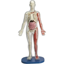 Load image into Gallery viewer, Squishy Human Body
