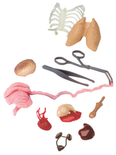 Load image into Gallery viewer, Squishy Human Body
