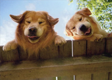 Load image into Gallery viewer, Dog "Just Checking In" Card
